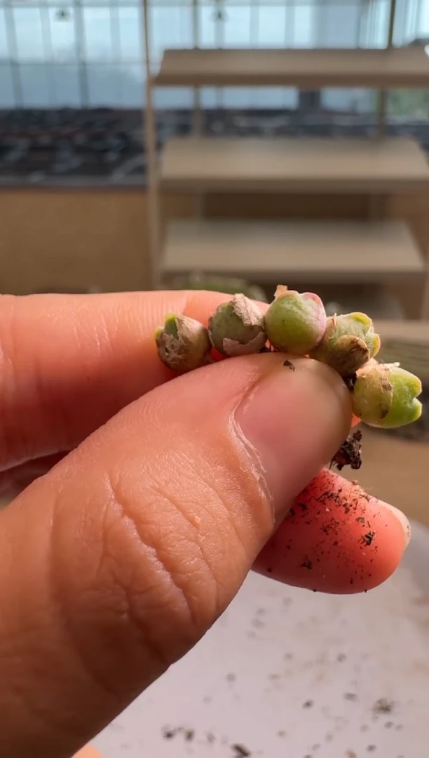 长**僧8-302多肉植物肉锥