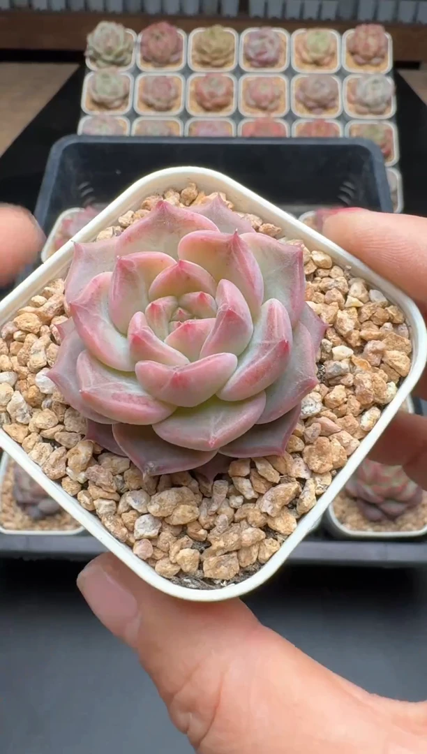 【闪购商品】493E号一物一拍多肉花卉植物3颗起发