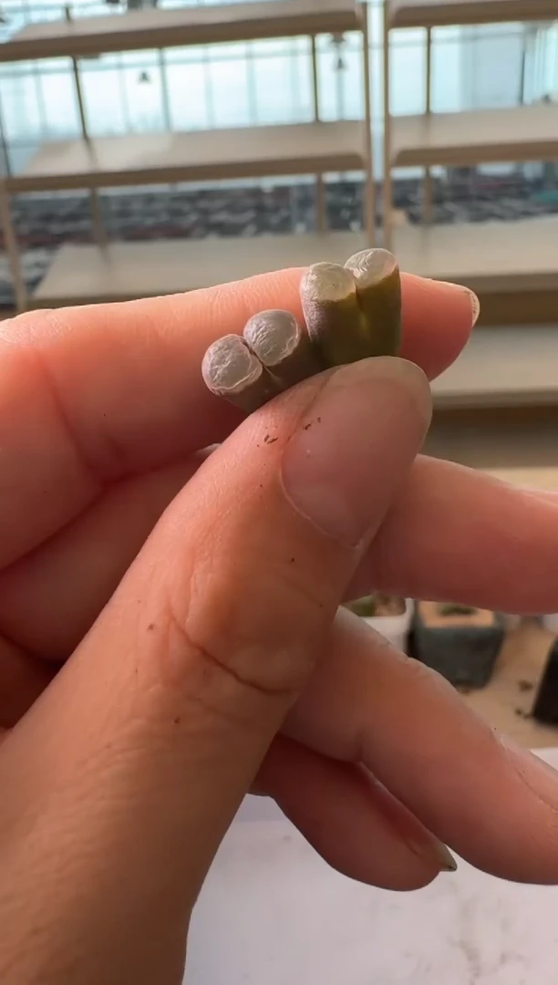 24-185多肉植物肉锥