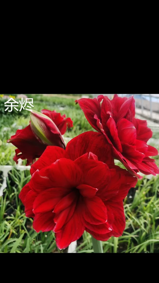 朱顶红余烬6厘米