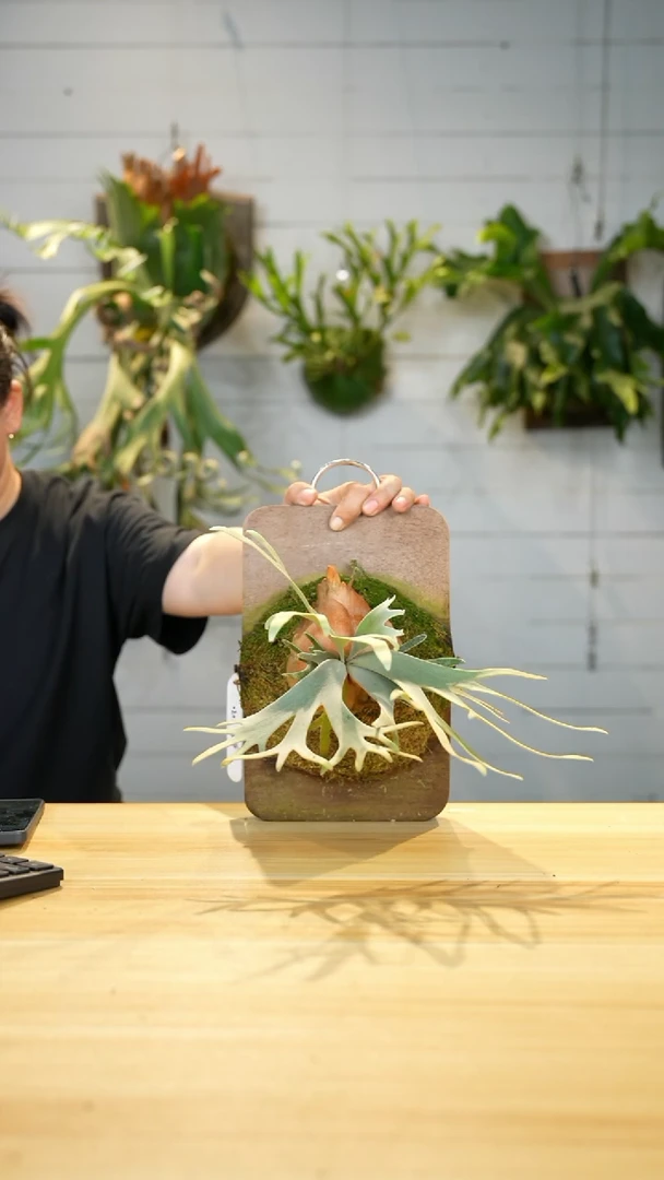 完全开放玉女孢子苗---62