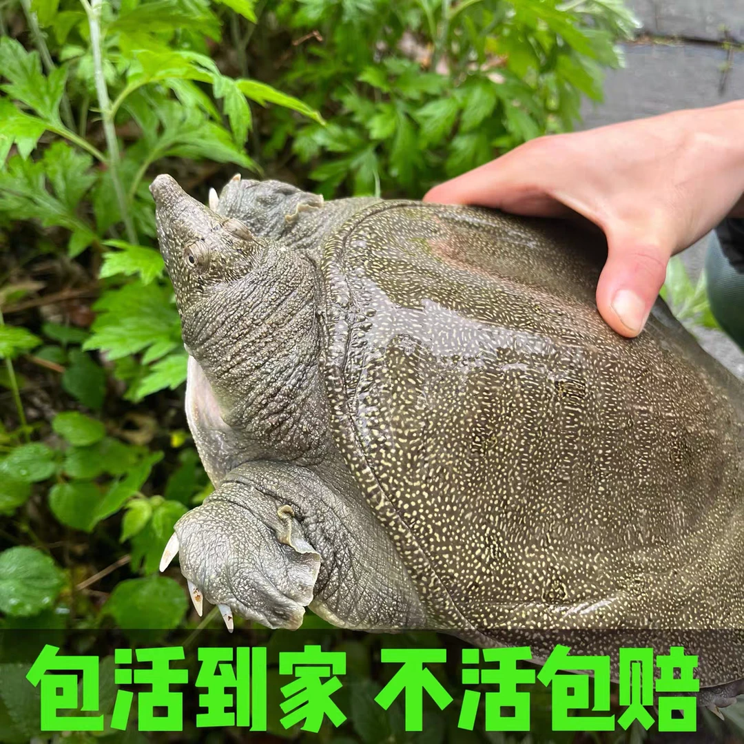 3只装共3~4斤重,到手不低于3斤外塘仿生态养殖甲鱼青黑背顺丰包邮