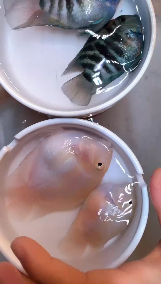 鹦鹉鱼白金1对 宝蓝1对 胭脂粉1对