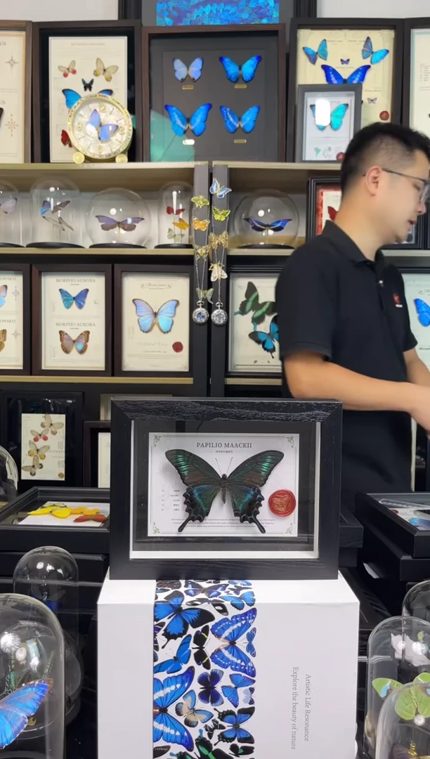 绿带翠凤蝶8寸国风版