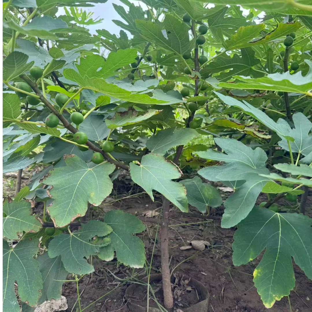 带果无花果树果苗盆栽矮化耐寒南北方阳台庭院均可种植