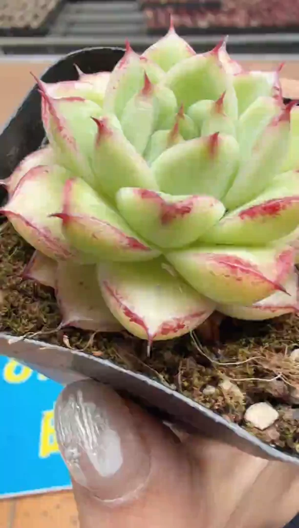 东云多肉园二店-603