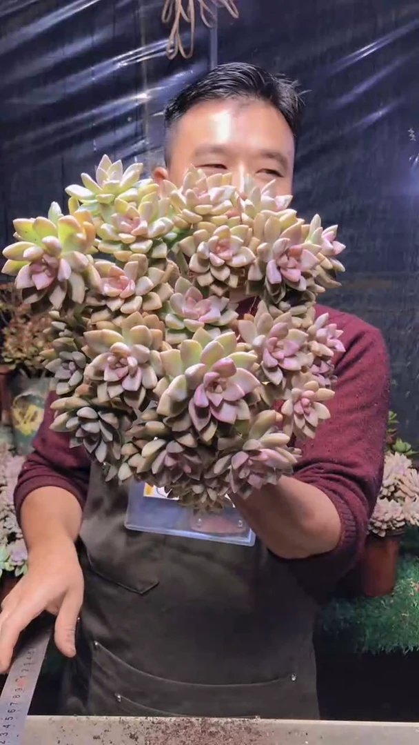 165淡雪缀化（一物一拍）