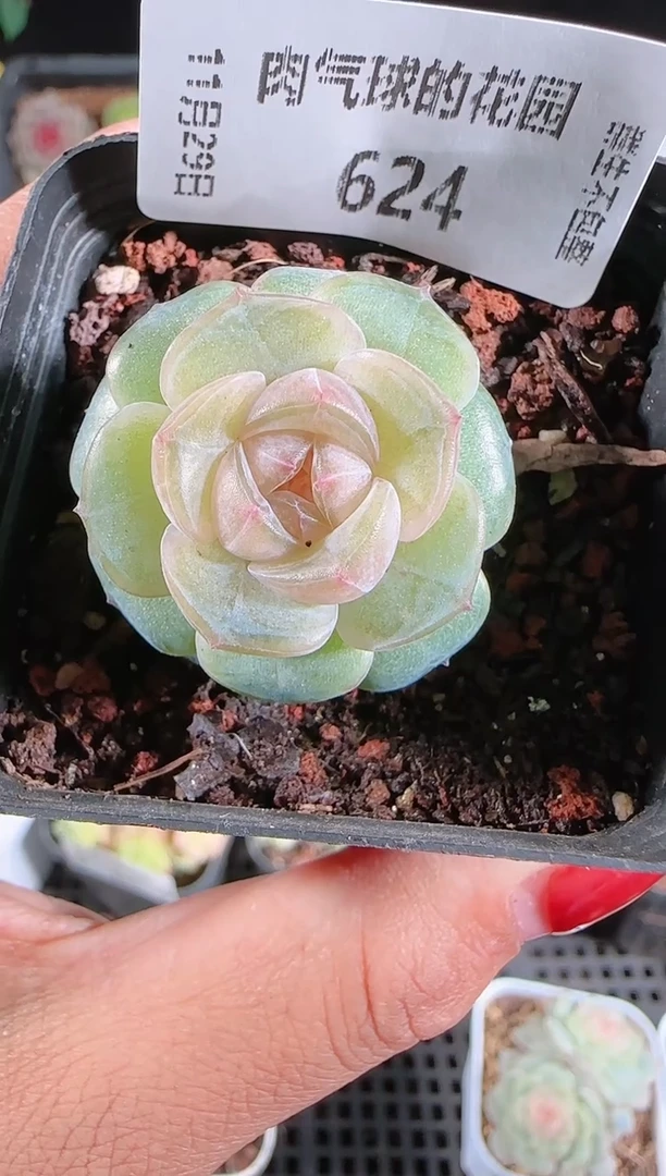 多肉1129-624若画（群生不包整）