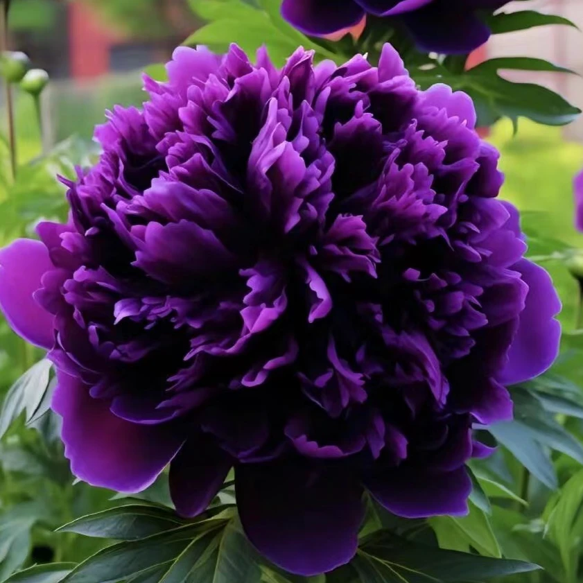 精品牡丹【紫霄】千层观赏型大话牡丹