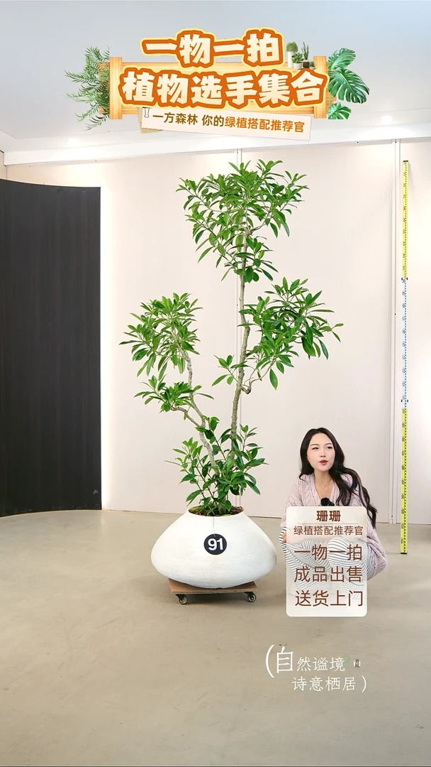 无花朵旭**业非洲茉莉成品一整套