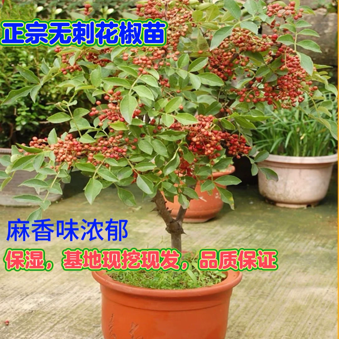 正宗嫁接无刺大红袍花椒树苗盆栽地栽麻椒树苗花椒树苗花果无缺