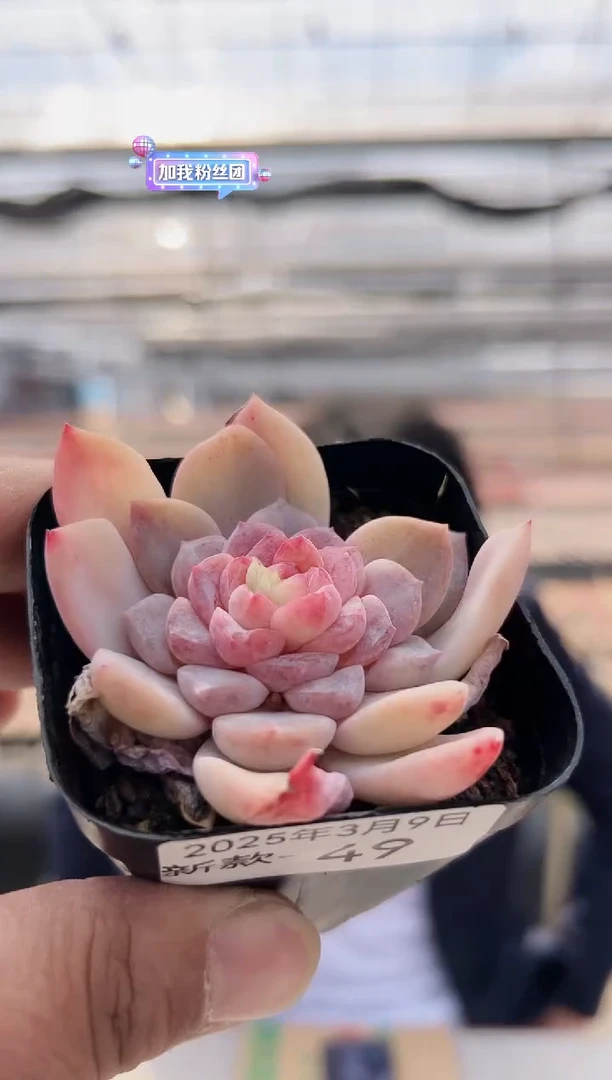 【闪购商品】新款多肉-49