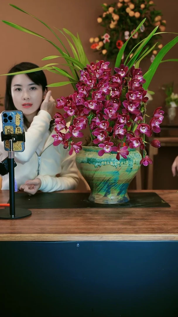 【闪购商品】盆景小紫 绿