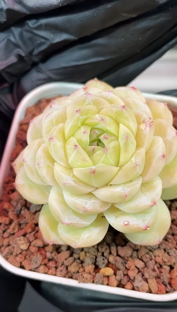 闪购1937   萤石蔷薇多肉一颗  3.8-4厘米