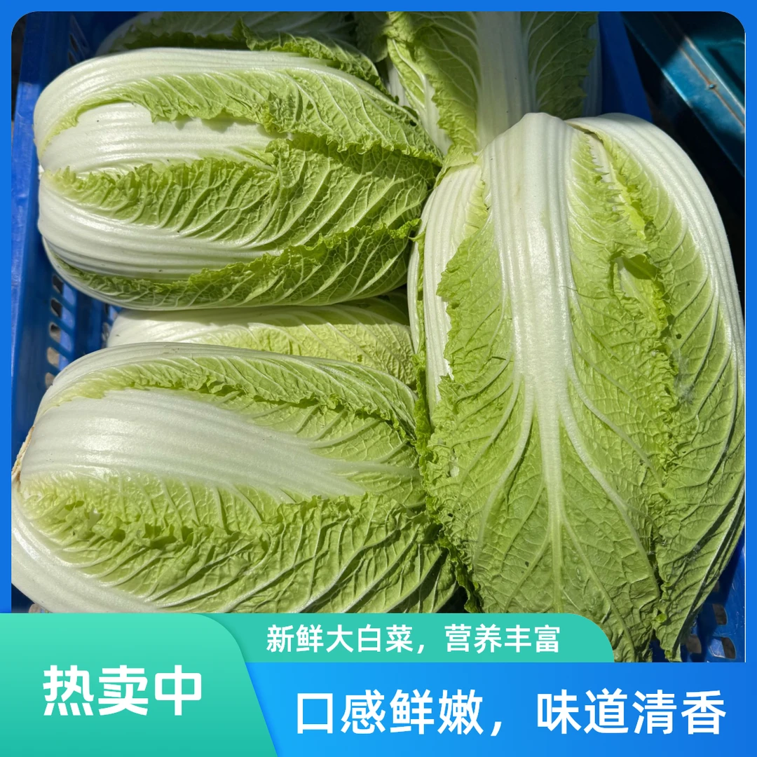 【包邮】新鲜时令蔬菜农家自种大白菜