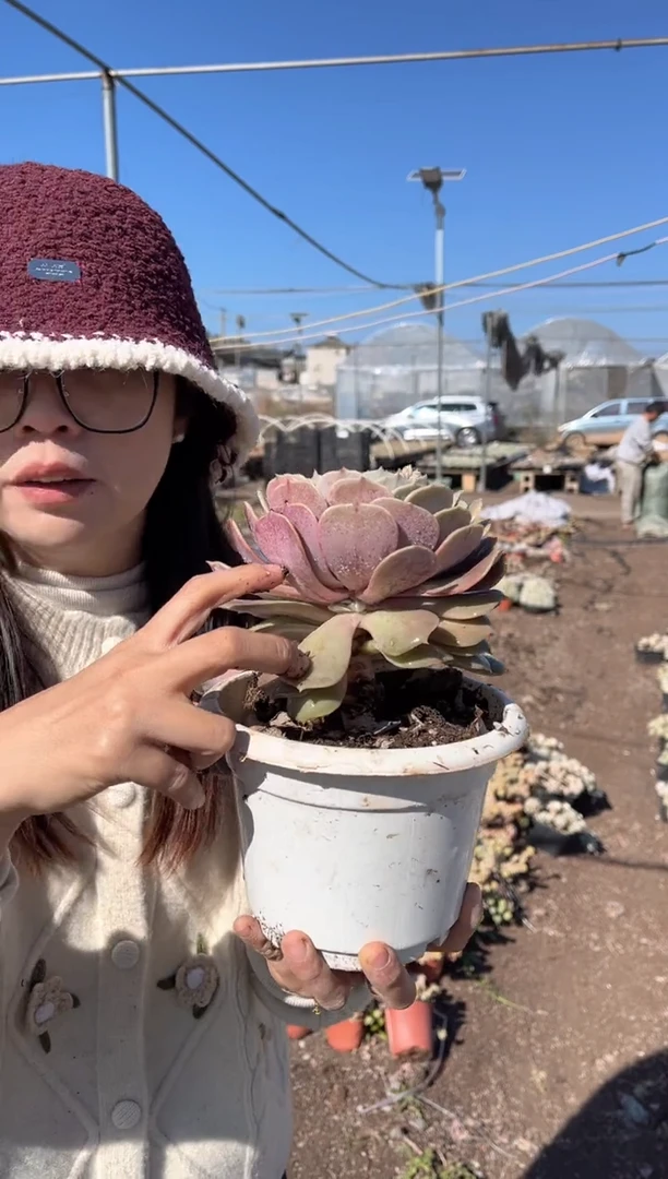 【闪购商品】26-大粉蝶叶展13cm5