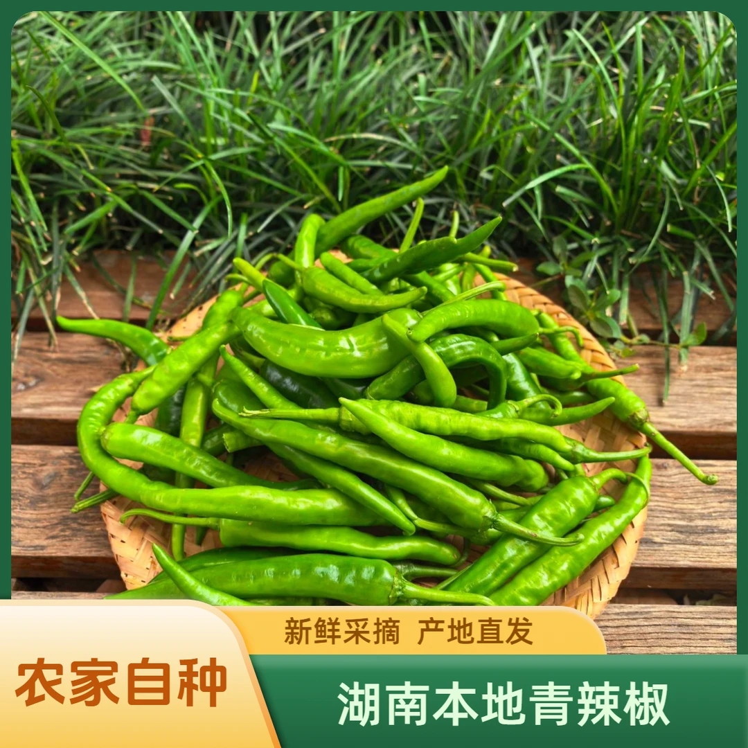 【本地辣椒】现摘现发湖南农家自种应季新鲜蔬菜包邮到家