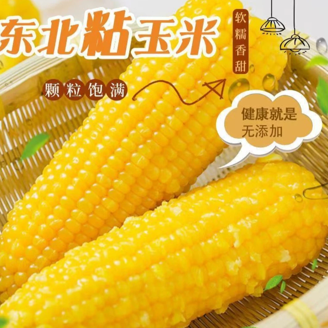 【试吃2根】25年头茬东北糯玉米10支独立包装5-6斤