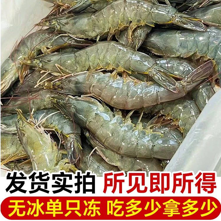 五福渔【双11大促】大虾鲜活可以速冻南美白对虾产地青岛3斤批发