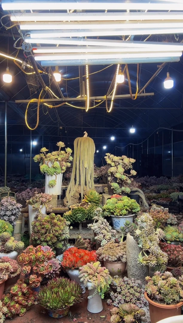 【闪购商品】60号一物一拍默认微瑕不售后