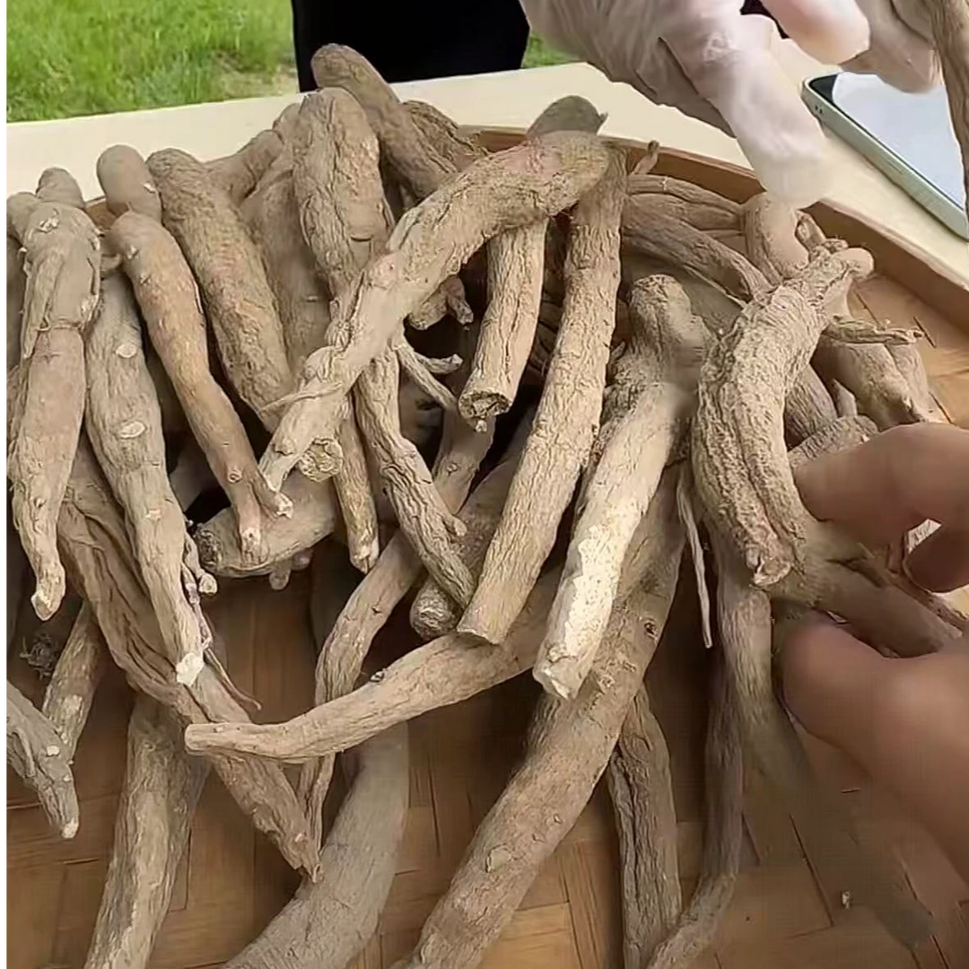 【野生藏当归】大条