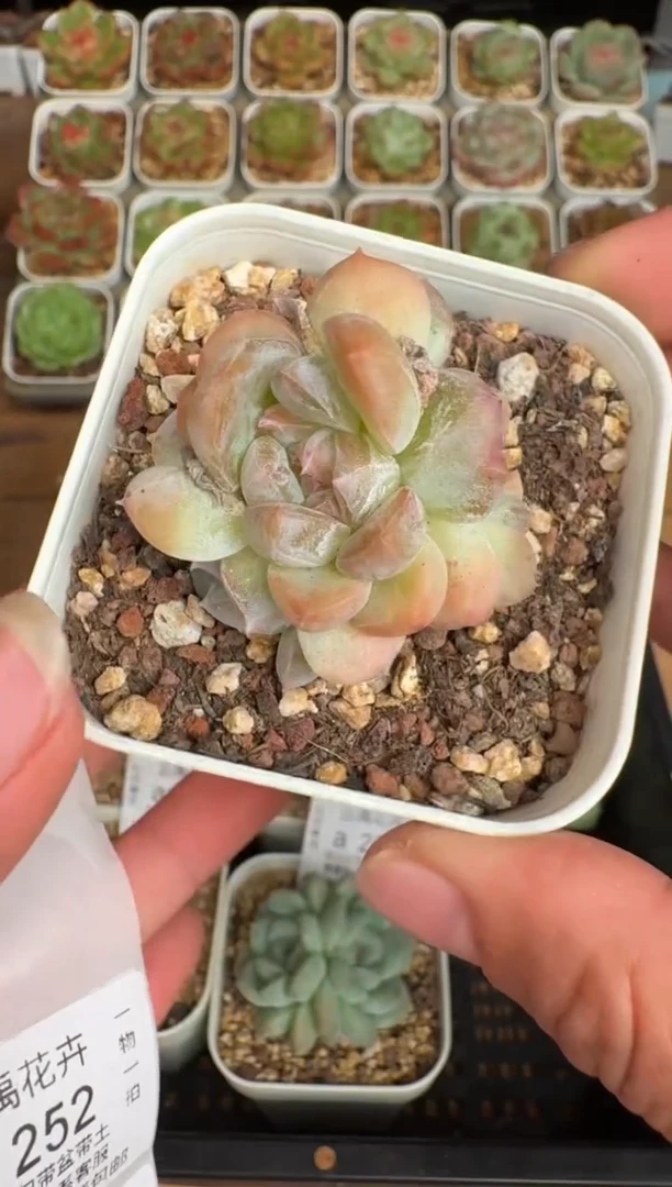 251a珍妮多肉(6.5cm杯）一物一拍 带盆土发