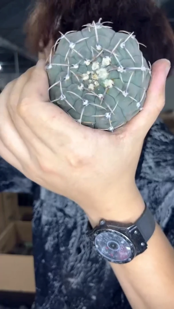 4颗 4-6cm 一三本刺 实生根