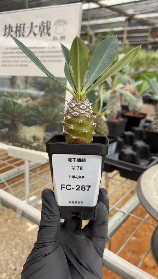 L****、瓶干麒麟FC-287