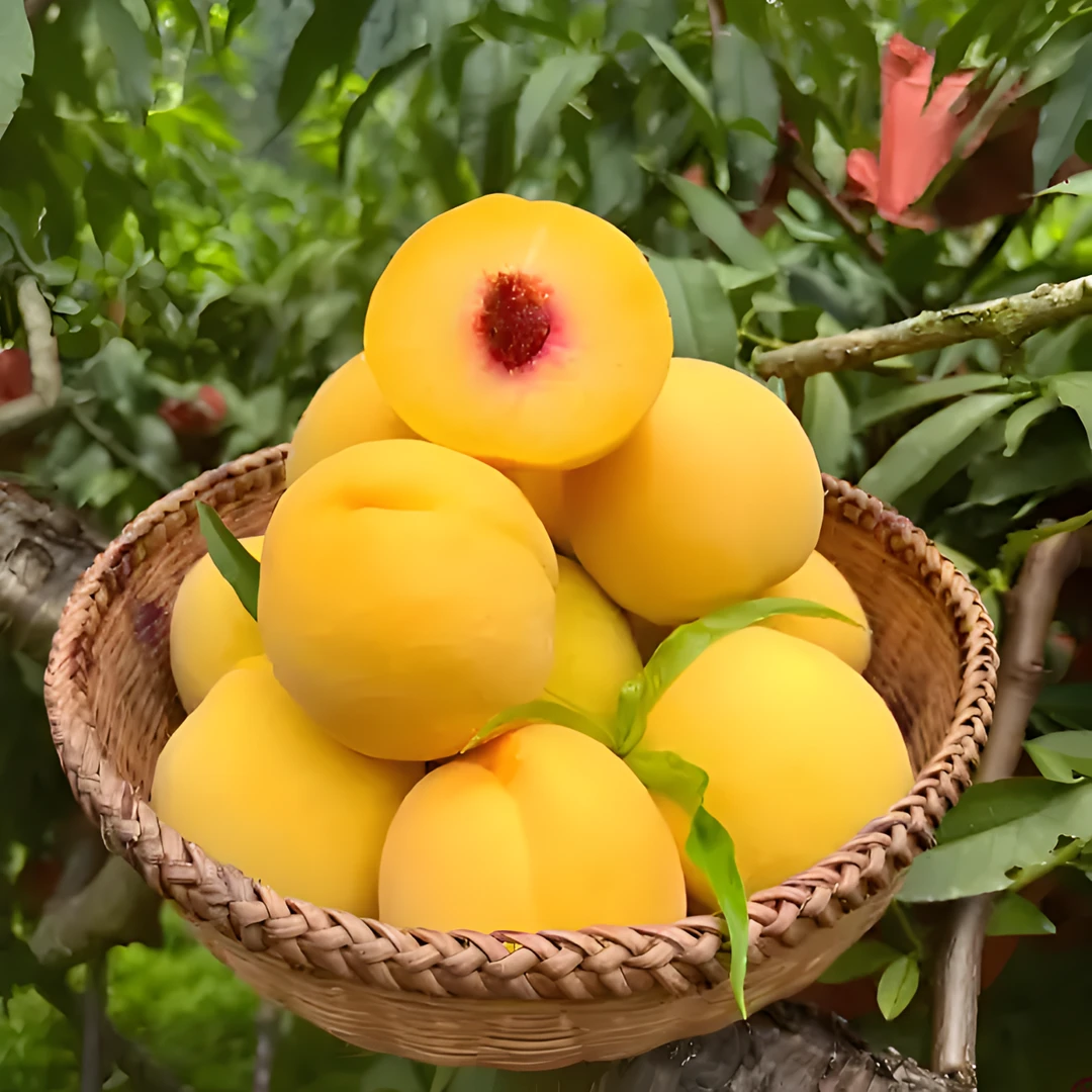 九斤特惠混装新鲜黄桃四川中都现摘脆甜黄桃礼盒【顺丰包邮】