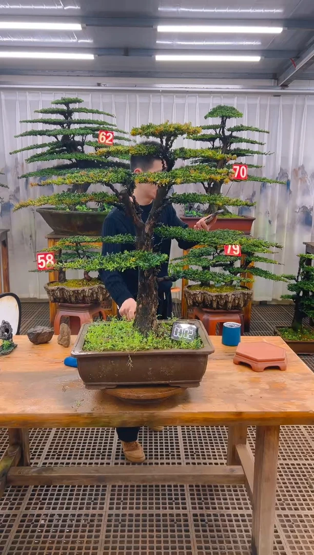 无花朵精品盆景直播间一物一拍