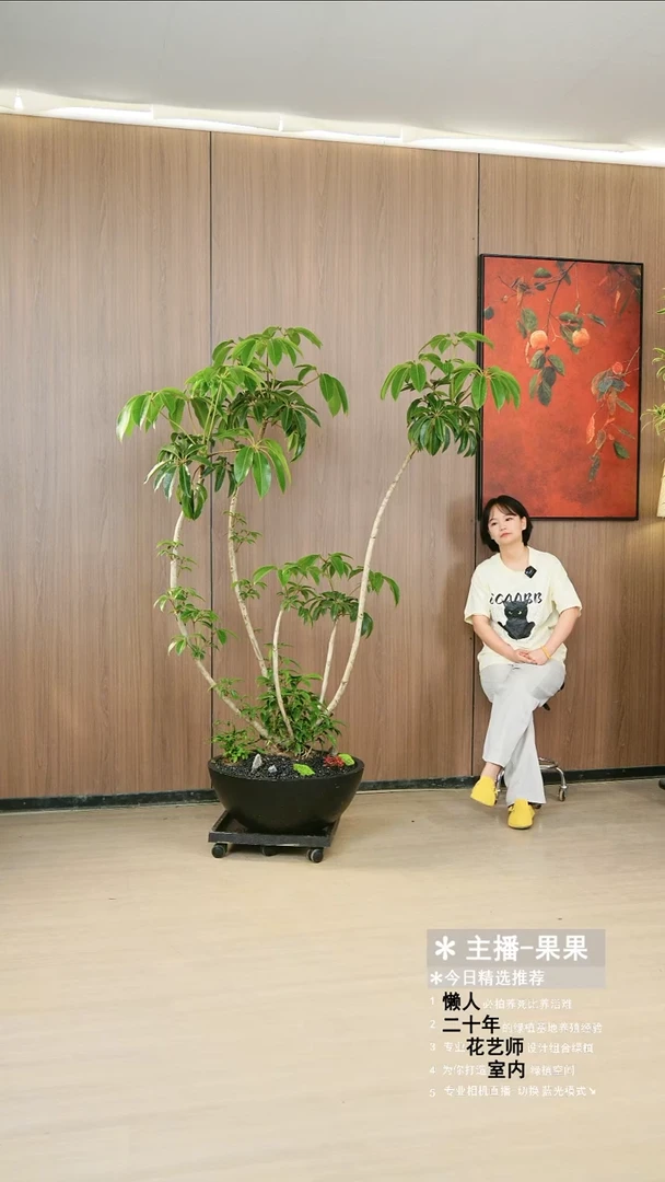 无花朵保罗大叶伞落地款