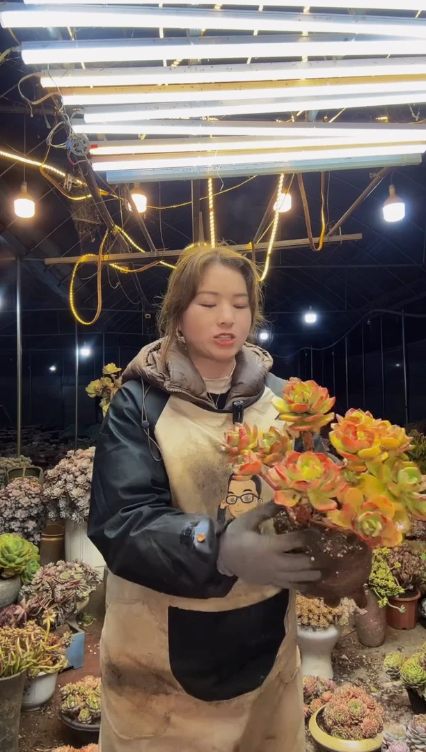 【闪购商品】精控白月光脱土包邮