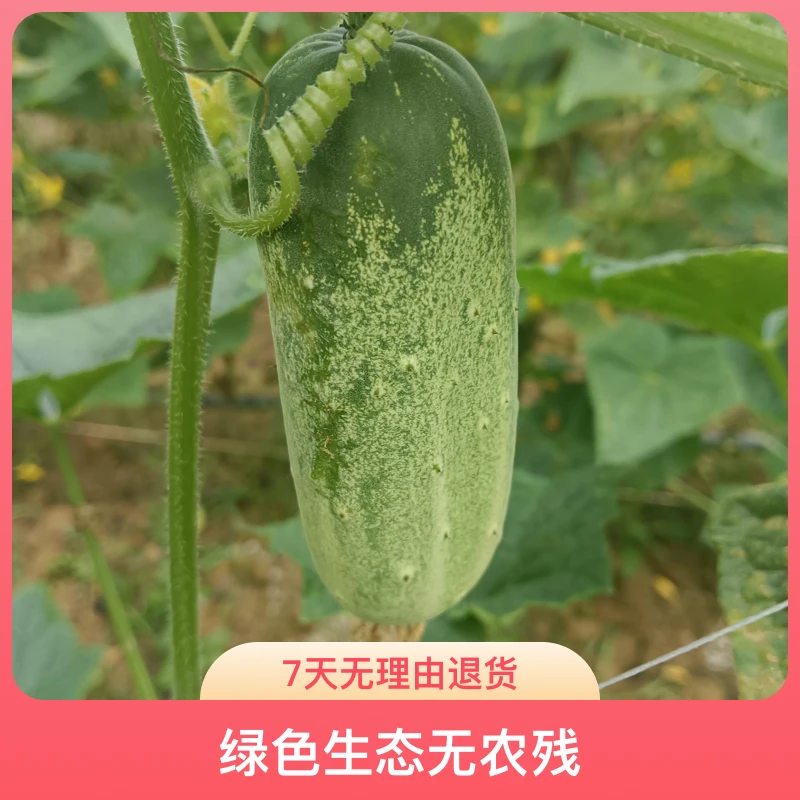 云南文山本地新鲜水果农家菜网红水果新鲜黄瓜黄瓜