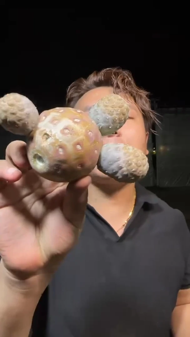 大母本 习志野【无根】1-4头