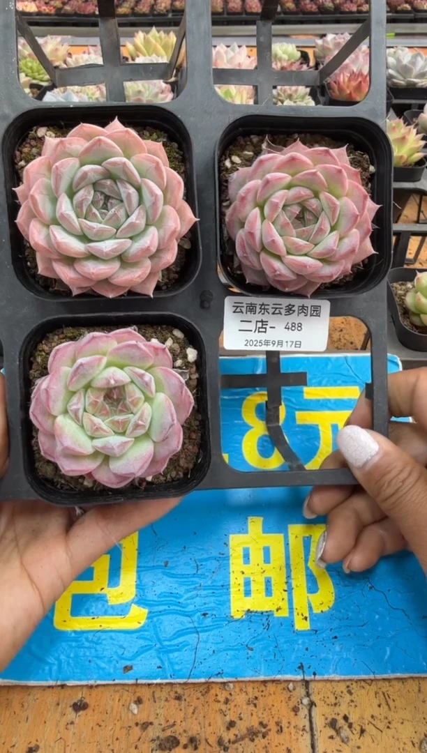 东云多肉园二号店-488  其中一棵