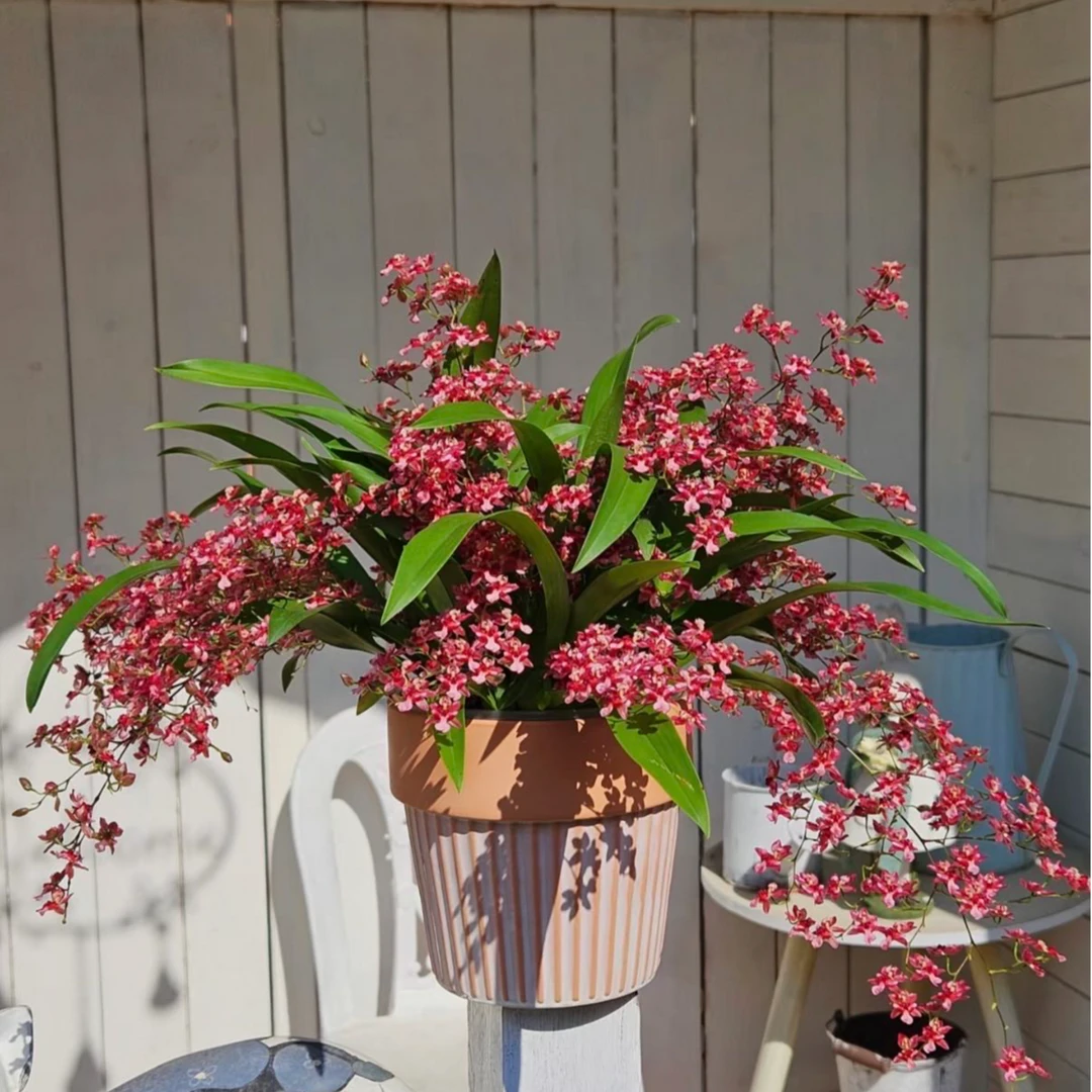 红色梦香兰盆栽带花苞发货室内客厅阳台绿植开花不断满屋飘香