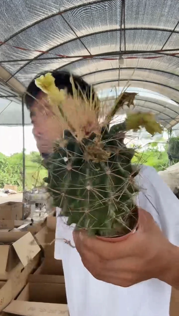 实生大虹锦19.99