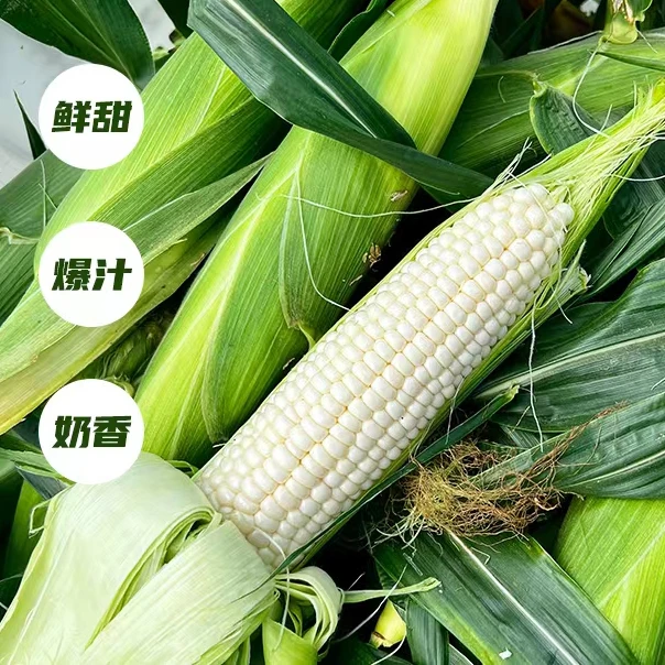 新农鲜珍珠水果玉米直接生吃 爆汁脆甜生态种植孕妇小孩都放心吃