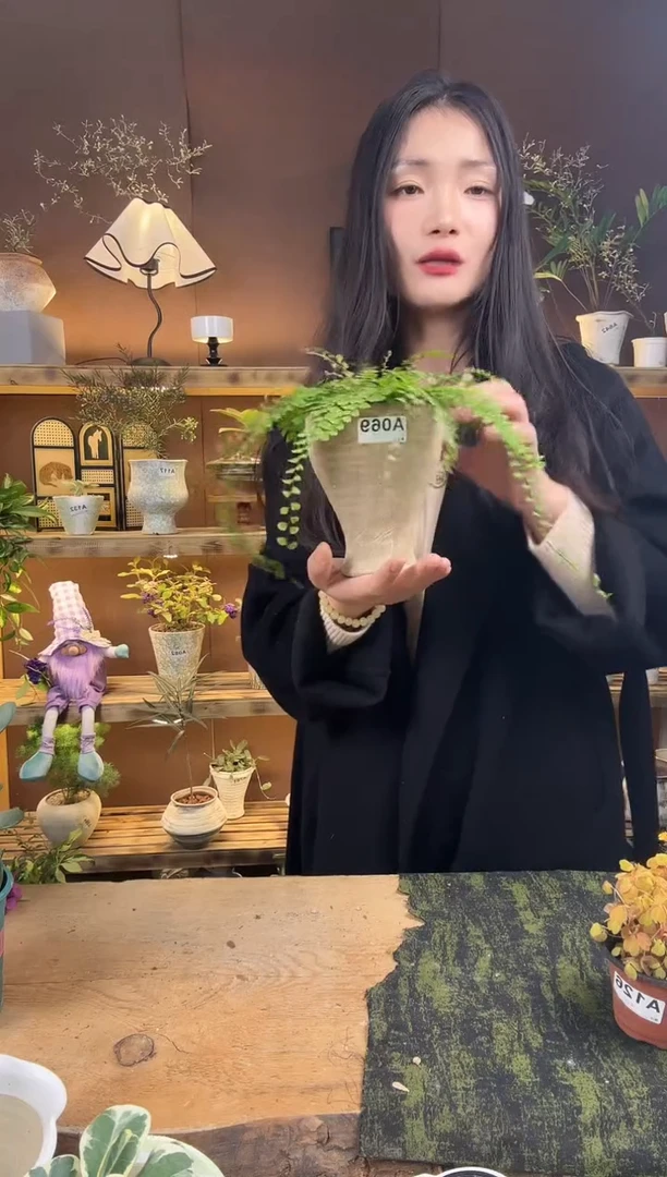 无花朵069曼舞铁线蕨加盆一套