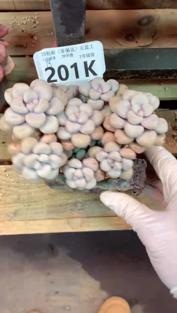 201K（一物一拍，精品多肉，所见即所得 ）