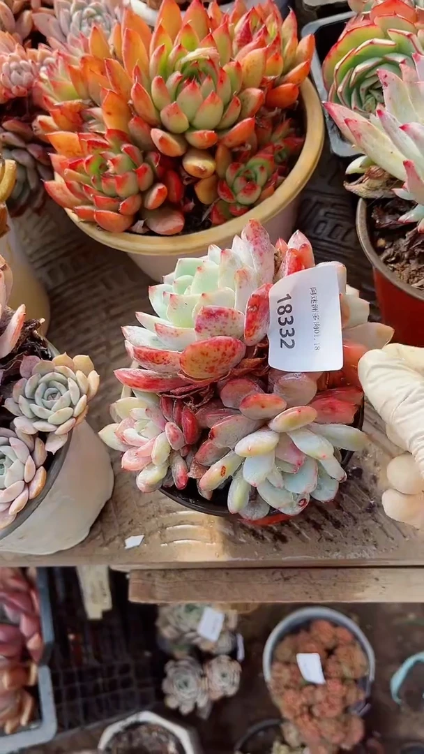 【闪购商品】18332