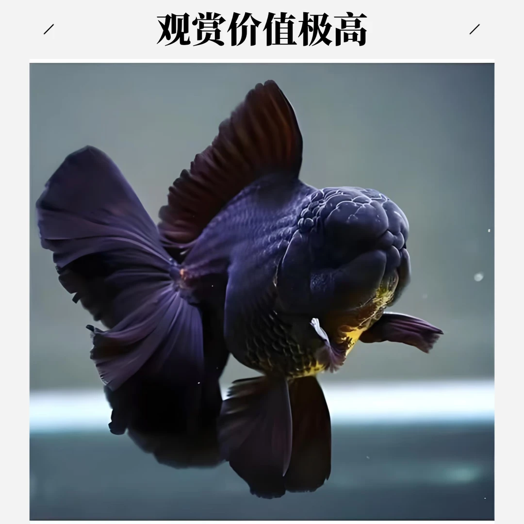 泰狮金鱼活体冷水观赏鱼好养耐活适合鱼缸饲养直播间专用链接