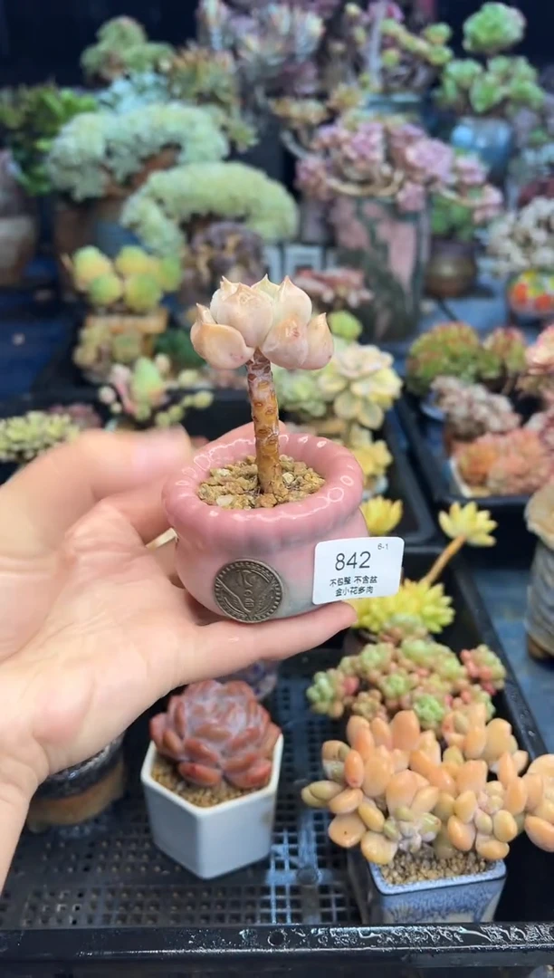 柚**✨842         不带盆