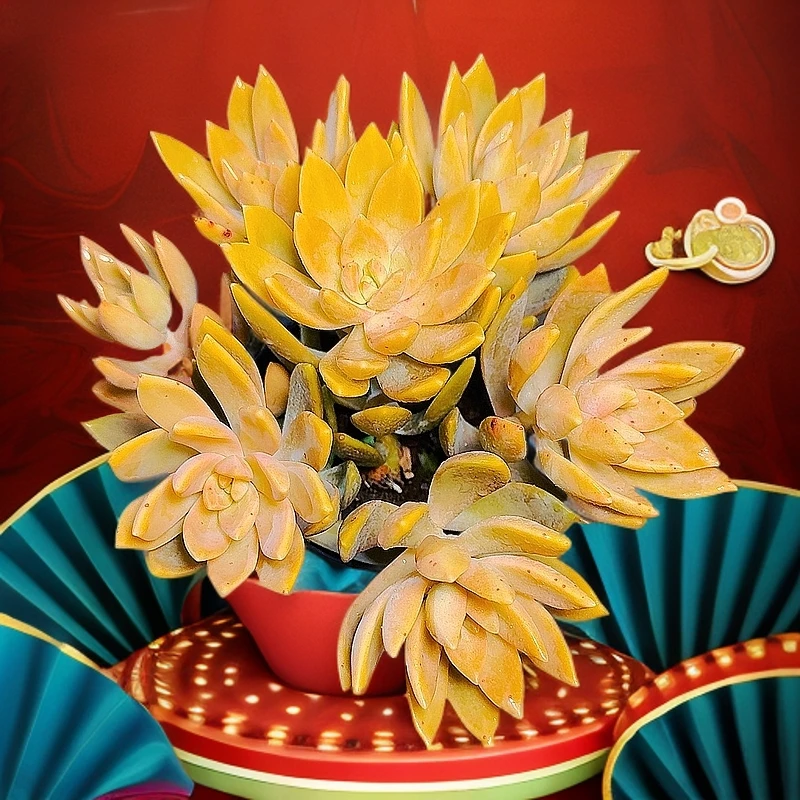 77多肉（布丁）直播展示  多肉植物产品