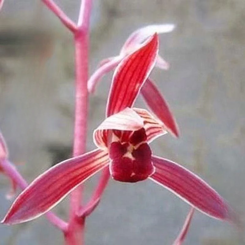 铭品兰花【紫玉珠大爆盆带3-5支花剑】室内外浓香型好养精品绿植