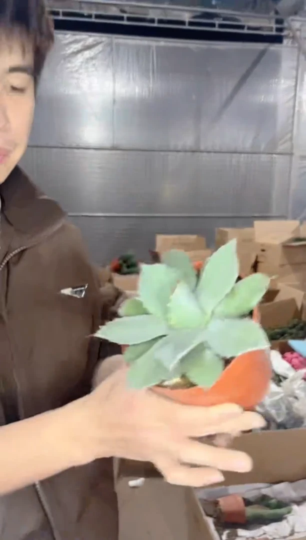 【闪购商品】虚空藏 高级灰