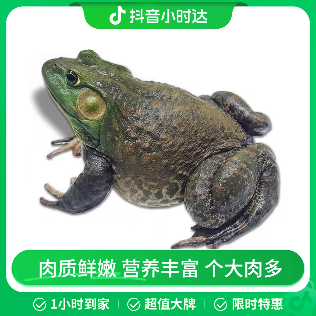 活牛蛙2只（宰杀不退） 约600-700g/份