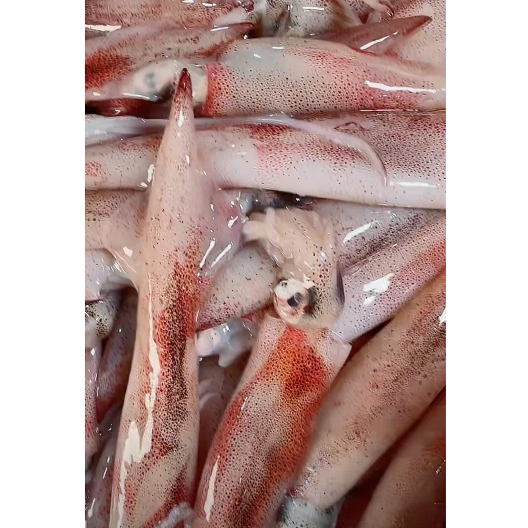 本港灯光大管/鱿鱼  包脆包鲜包甜