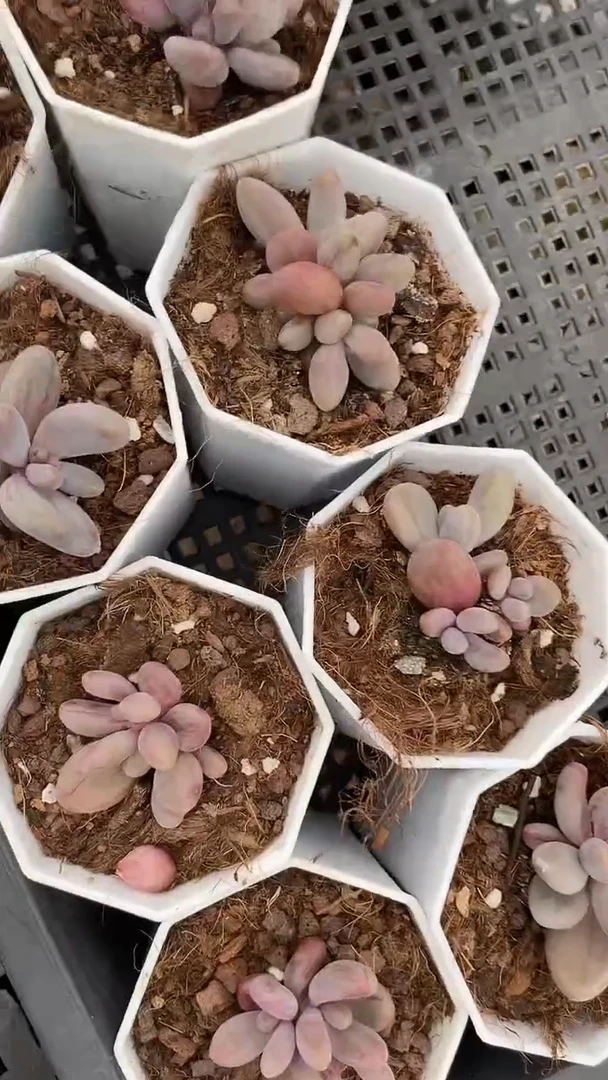 1盘    多肉   569