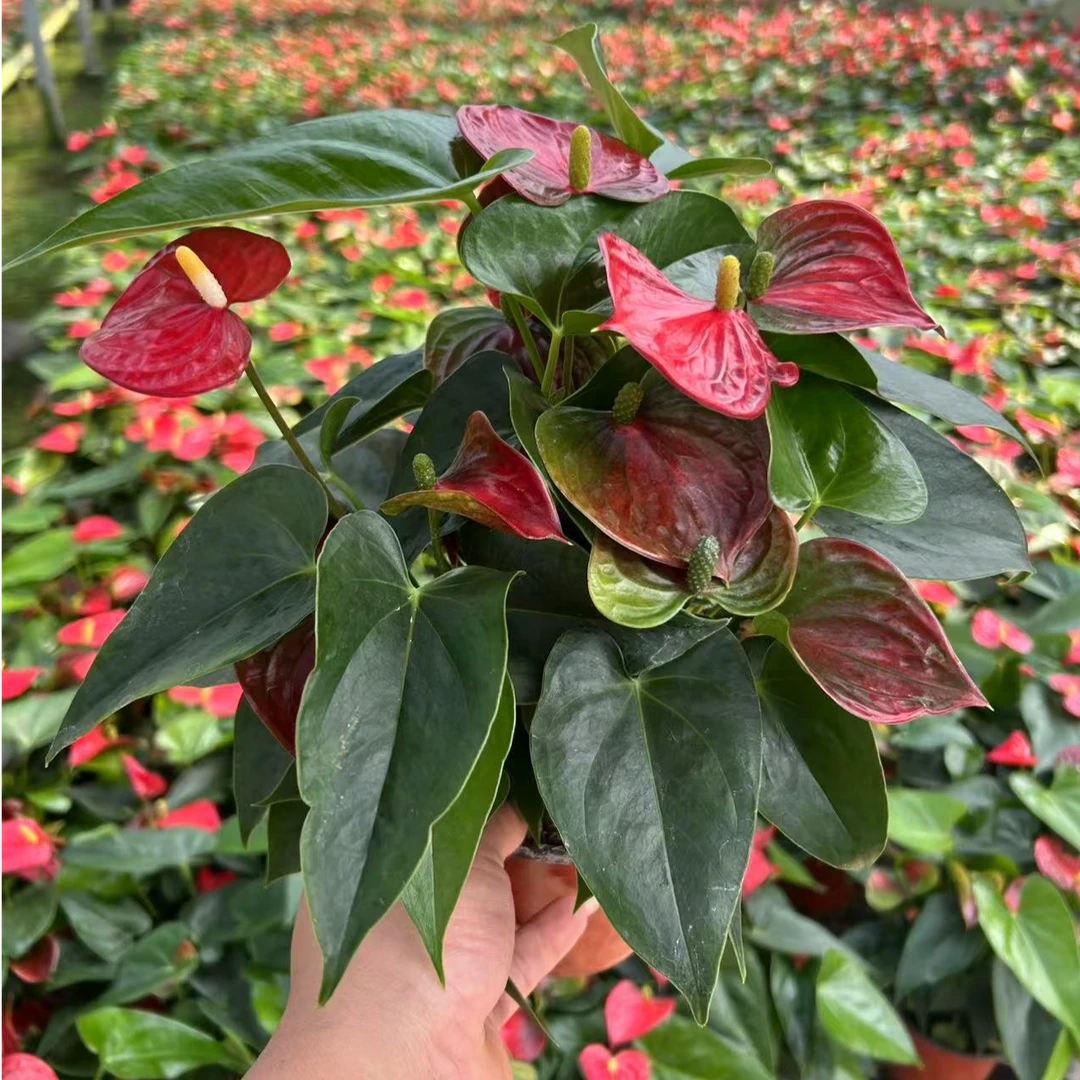 清棚清棚只有直播间才有的浮力